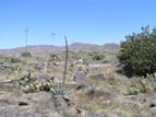 Agave and Prickly Pear
