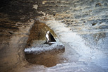 Dwellings connected by lateral tunnels